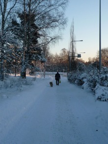 フィンランド暮らしの嫁日記-犬の散歩